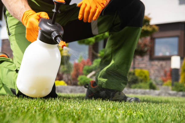 Best Wasp Removal Services  in Diamond, IL