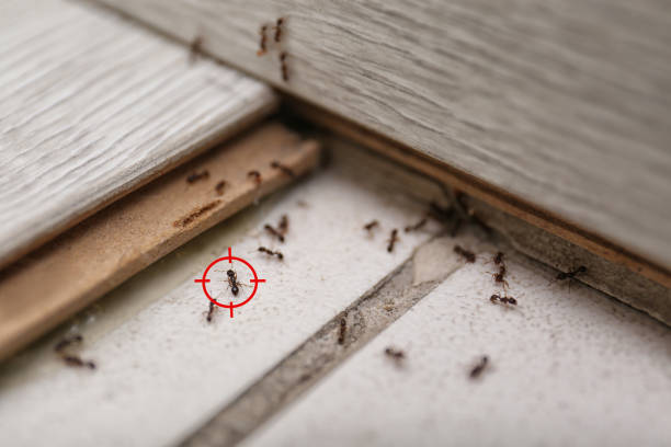 Best Emergency Pest Control  in Diamond, IL