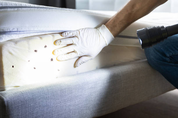 Best Bed Bug Extermination  in Diamond, IL
