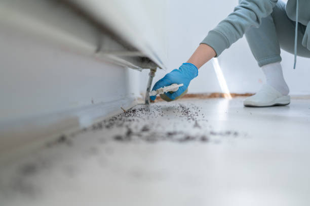 Best Local Pest Control Services  in Diamond, IL